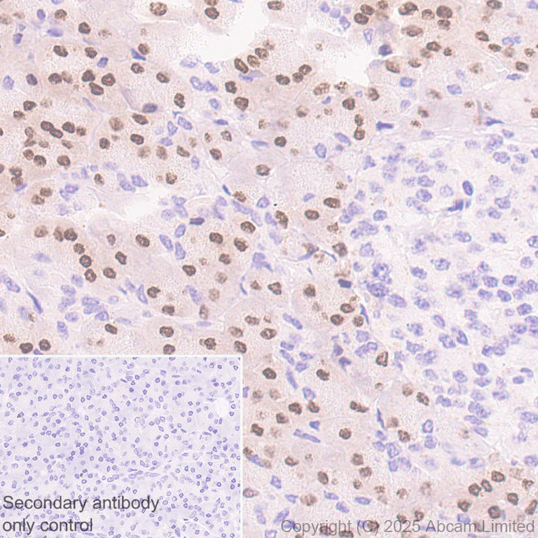 Immunohistochemistry (Formalin/PFA-fixed paraffin-embedded sections) - Anti-MIST-1 antibody [EPR29652-63] (AB324434)