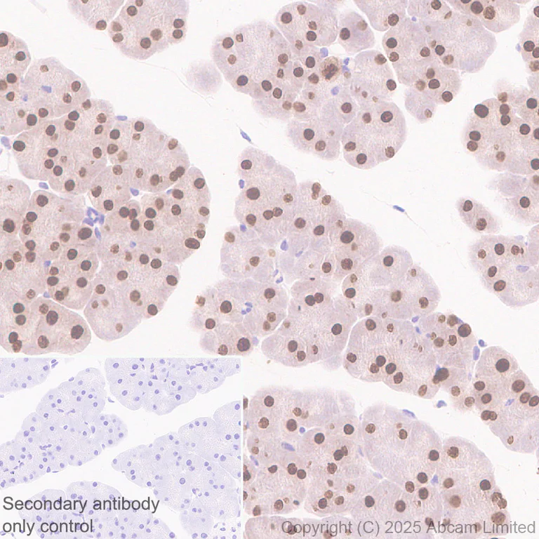 Immunohistochemistry (Formalin/PFA-fixed paraffin-embedded sections) - Anti-MIST-1 antibody [EPR29652-63] (AB324434)