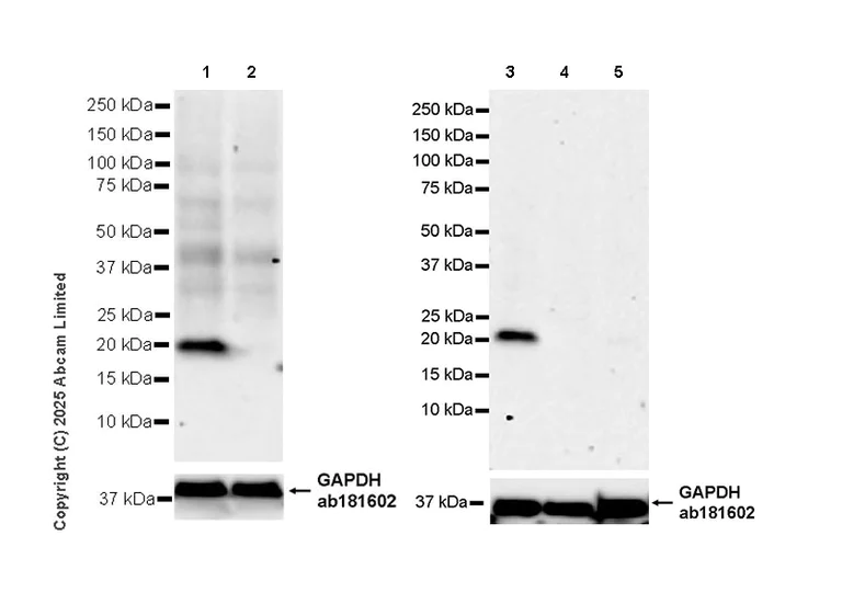 Western blot - Anti-MIST-1 antibody [EPR29652-63] (AB324434)