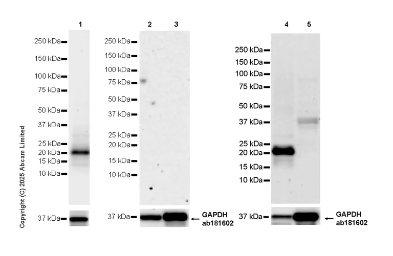 Western blot - Anti-MIST-1 antibody [EPR29652-63] (AB324434)
