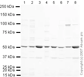 Western blot - Anti-MiTF antibody (AB20663)