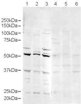 Western blot - Anti-MiTF antibody (AB20663)