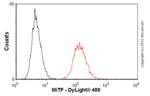 Flow Cytometry (Intracellular) - Anti-MiTF antibody [C5] (AB12039)