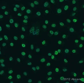 Immunocytochemistry - Anti-MiTF antibody [D5] (AB3201)