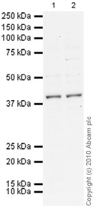 Western blot - Anti-MiTF antibody [D5] (AB3201), expandable thumbnail