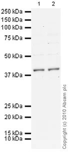 Western blot - Anti-MiTF antibody [D5] (AB3201)
