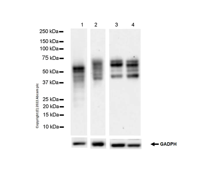 Western blot - Anti-MiTF antibody [EPR26363-10] - BSA and Azide free (AB303531)