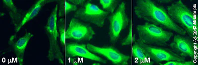 Immunocytochemistry/ Immunofluorescence - MiTMAB™, dynamin I and dynamin II inhibitor (AB120466)