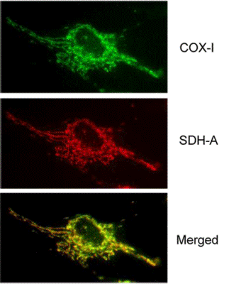Immunocytochemistry - MitoBiogenesis™ In-Cell ELISA Kit (Colorimetric) (AB110217), expandable thumbnail