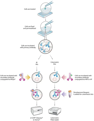MitoBiogenesis™ In-Cell ELISA Kit (Colorimetric) (ab110217