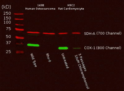 Western blot - MitoBiogenesis™ In-Cell ELISA Kit (Colorimetric) (AB110217), expandable thumbnail