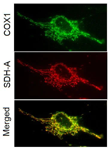 Immunocytochemistry - MitoBiogenesis™ In-Cell ELISA Kit (Fluorescent) (AB140359)