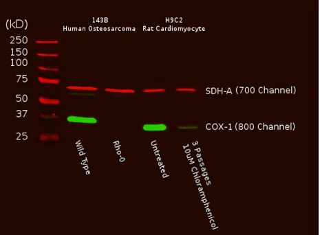 Western blot - MitoBiogenesis™ In-Cell ELISA Kit (Fluorescent) (AB140359)