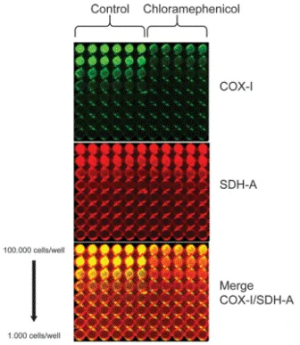 In-Cell ELISA - MitoBiogenesis™ In-Cell ELISA Kit (IR) (AB110216)