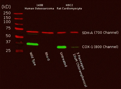 Western blot - MitoBiogenesis™ In-Cell ELISA Kit (IR) (AB110216)