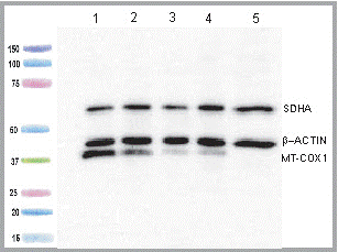Western blot - MitoBiogenesis™ Western Blot Cocktail (AB123545), expandable thumbnail