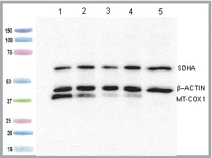 Western blot - MitoBiogenesis™ Western Blot Cocktail (AB123545)