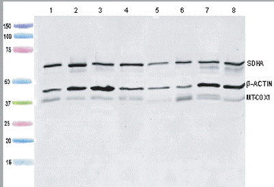 Western blot - MitoBiogenesis™ Western Blot Cocktail (AB123545), expandable thumbnail