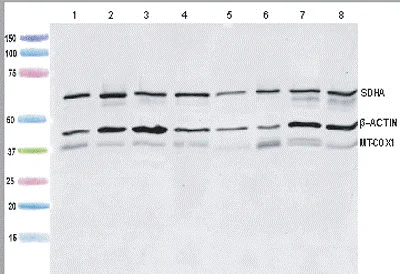 Western blot - MitoBiogenesis™ Western Blot Cocktail (AB123545)