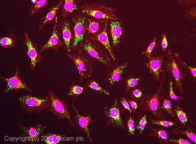 Immunocytochemistry/ Immunofluorescence - Anti-Mitochondria antibody [113-1] - BSA and Azide free (AB92824), expandable thumbnail