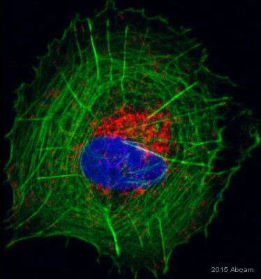 Immunocytochemistry/ Immunofluorescence - Anti-Mitochondria antibody [113-1] - BSA and Azide free (ab92824), expandable thumbnail