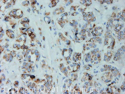 Immunohistochemistry (Formalin/PFA-fixed paraffin-embedded sections) - Anti-Mitochondria antibody [113-1] - BSA and Azide free (AB92824)