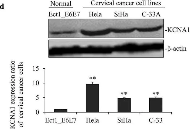 Western blot - Anti-Mitochondria antibody [113-1] - BSA and Azide free (AB92824)
