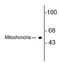 Western blot - Anti-Mitochondria antibody [113-1] - BSA and Azide free (AB92824)