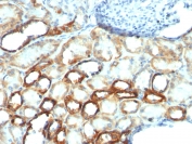 Immunohistochemistry (Formalin/PFA-fixed paraffin-embedded sections) - Anti-Mitochondria antibody [AE-1] (AB215892)