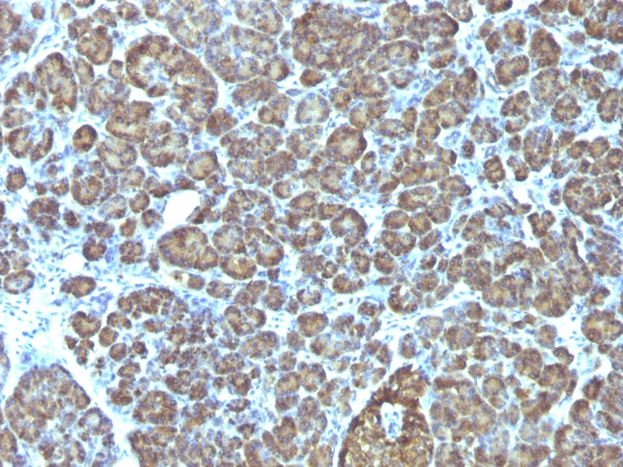 Immunohistochemistry (Formalin/PFA-fixed paraffin-embedded sections) - Anti-Mitochondria antibody [AE-1] (AB215892)