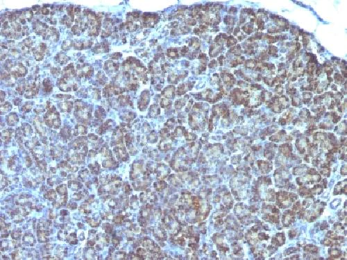 Immunohistochemistry (Formalin/PFA-fixed paraffin-embedded sections) - Anti-Mitochondria antibody [AE-1] (AB215892)