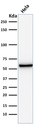 Western blot - Anti-Mitochondria antibody [AE-1] (AB215892)