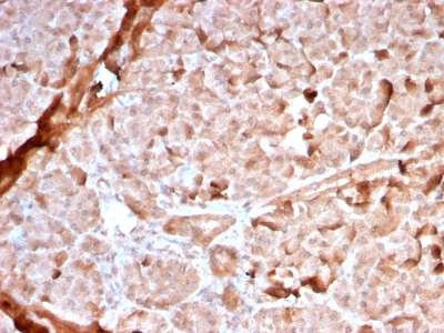 Immunohistochemistry (Formalin/PFA-fixed paraffin-embedded sections) - Anti-Mitochondria antibody [MTC02/2860R] - BSA and Azide free (AB245998)