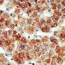 Immunohistochemistry (Formalin/PFA-fixed paraffin-embedded sections) - Anti-Mitochondria antibody [SPM198], prediluted (AB17857)
