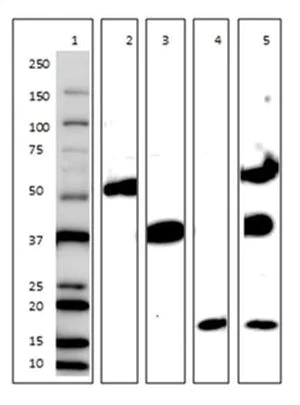 Western blot - Mitochondria Fraction Western Blot Cocktail (AB139416)
