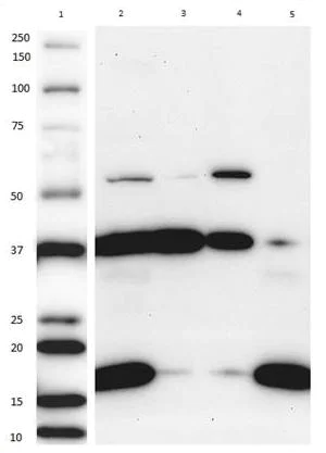 Western blot - Mitochondria Fraction Western Blot Cocktail (AB139416)