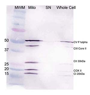 Western blot - Mitochondria Isolation Kit for Cultured Cells (with Dounce Homogenizer) (AB110171), expandable thumbnail