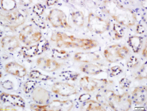Immunohistochemistry (Formalin/PFA-fixed paraffin-embedded sections) - Anti-Mitochondrial dicarboxylate carrier antibody (AB214205)