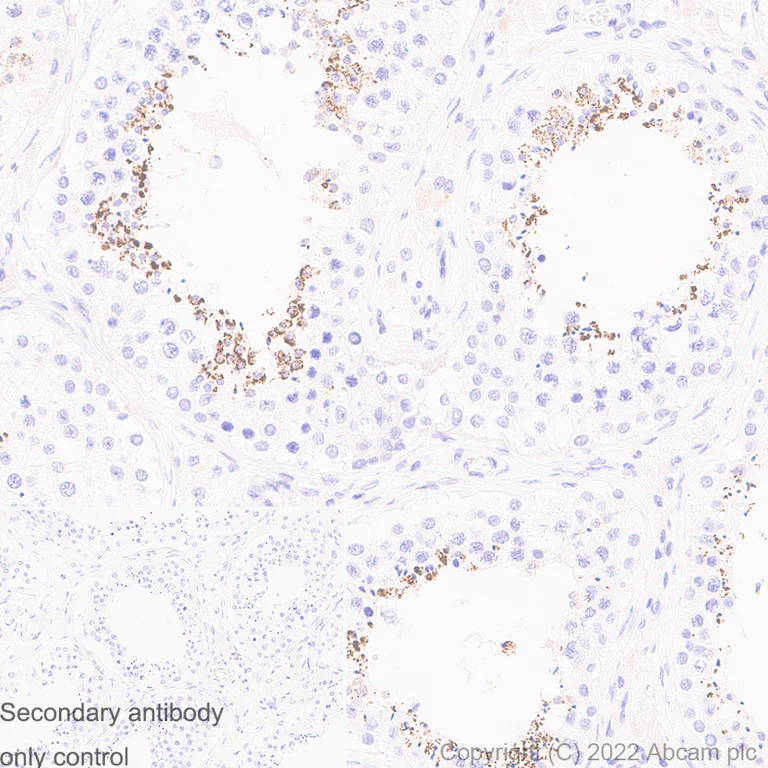 Immunohistochemistry (Formalin/PFA-fixed paraffin-embedded sections) - Anti-Mitochondrial Ferritin antibody [EPR1797] - BSA and Azide free (AB248043)