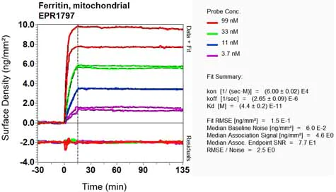 OI-RD Scanning - Anti-Mitochondrial Ferritin antibody [EPR1797] - BSA and Azide free (AB248043)