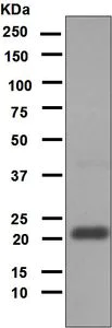 Western blot - Anti-Mitochondrial Ferritin antibody [EPR1797] - BSA and Azide free (AB248043)