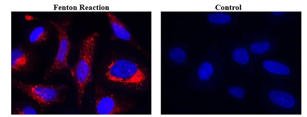 Fluorescence Microscopy - Mitochondrial Hydroxyl Radical Detection Assay Kit (AB219931)