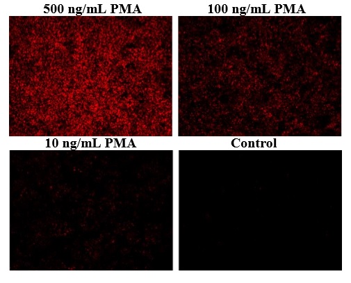 Fluorescence Microscopy - Mitochondrial Hydroxyl Radical Detection Assay Kit (AB219931), expandable thumbnail