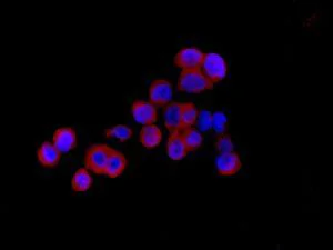Immunocytochemistry/ Immunofluorescence - Anti-Mitochondrial ribosomal protein L11 antibody [EPR9111(B)] (AB133789)