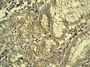 Immunohistochemistry (Formalin/PFA-fixed paraffin-embedded sections) - Anti-Mitochondrial ribosomal protein L11 antibody [EPR9111(B)] (AB133789)