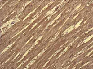 Immunohistochemistry (Formalin/PFA-fixed paraffin-embedded sections) - Anti-Mitochondrial ribosomal protein L11 antibody [EPR9111(B)] (AB133789)