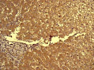 Immunohistochemistry (Formalin/PFA-fixed paraffin-embedded sections) - Anti-Mitochondrial ribosomal protein L11 antibody [EPR9111(B)] (AB133789)