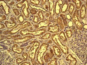 Immunohistochemistry (Formalin/PFA-fixed paraffin-embedded sections) - Anti-Mitochondrial ribosomal protein L11 antibody [EPR9111(B)] (AB133789)