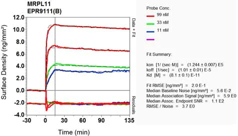 OI-RD Scanning - Anti-Mitochondrial ribosomal protein L11 antibody [EPR9111(B)] (AB133789)