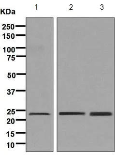 Western blot - Anti-Mitochondrial ribosomal protein L11 antibody [EPR9111(B)] (AB133789)